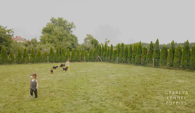 grareva pupies
