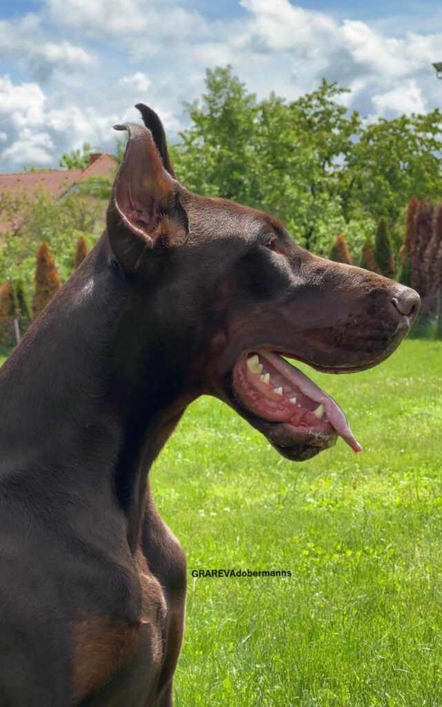 dobermann head