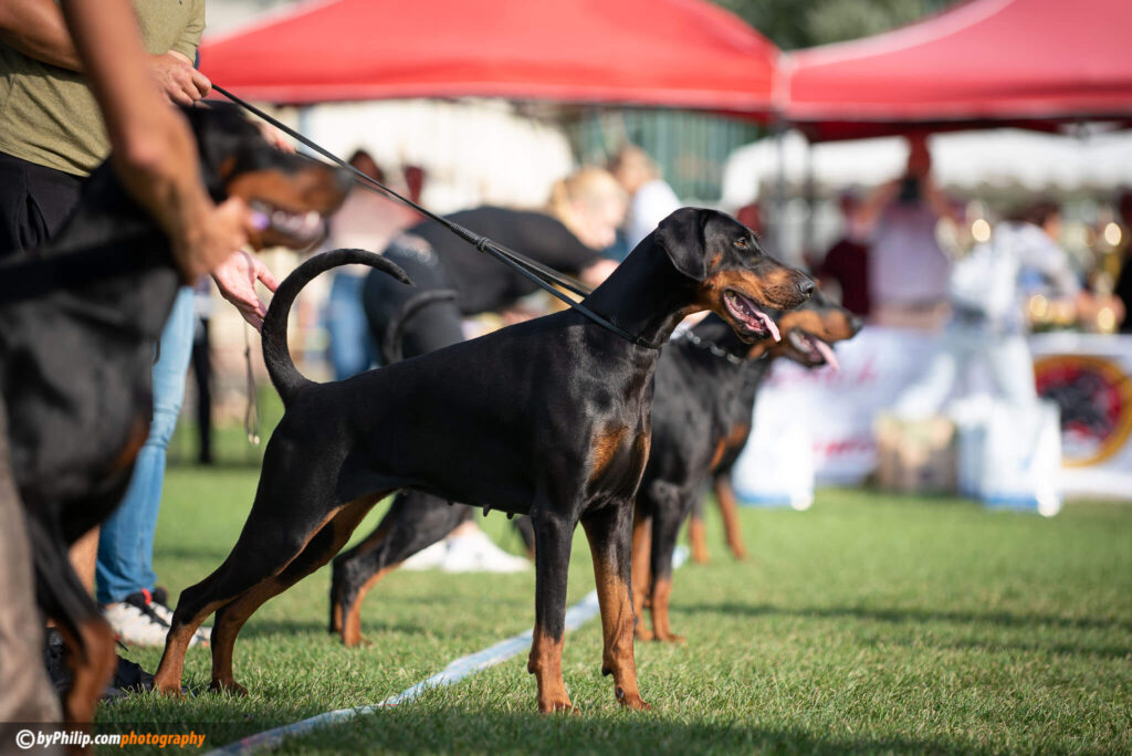 Habicha in the finals IDC 2023