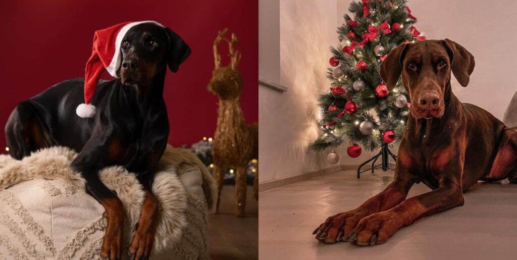 christmast doberman