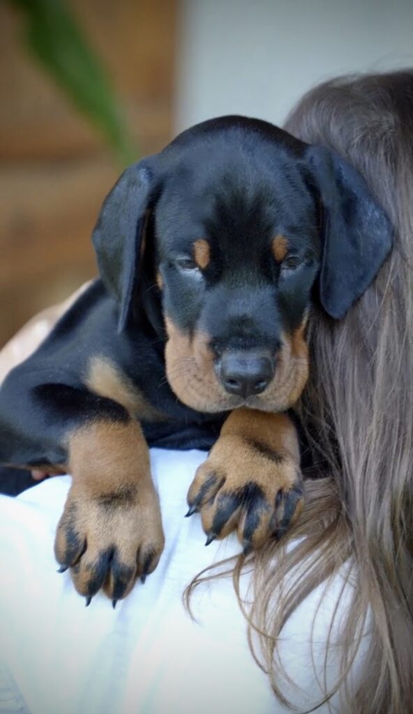 puppy zoya justifly