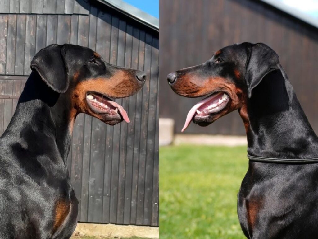 GRAREVA dobermanns