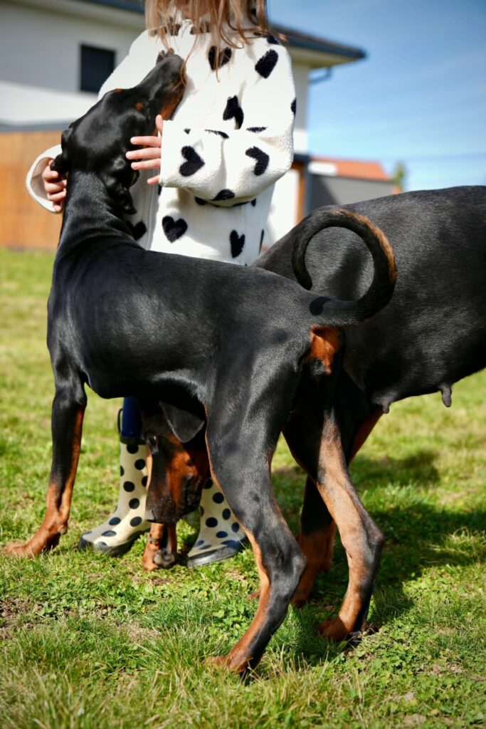doberman and kids