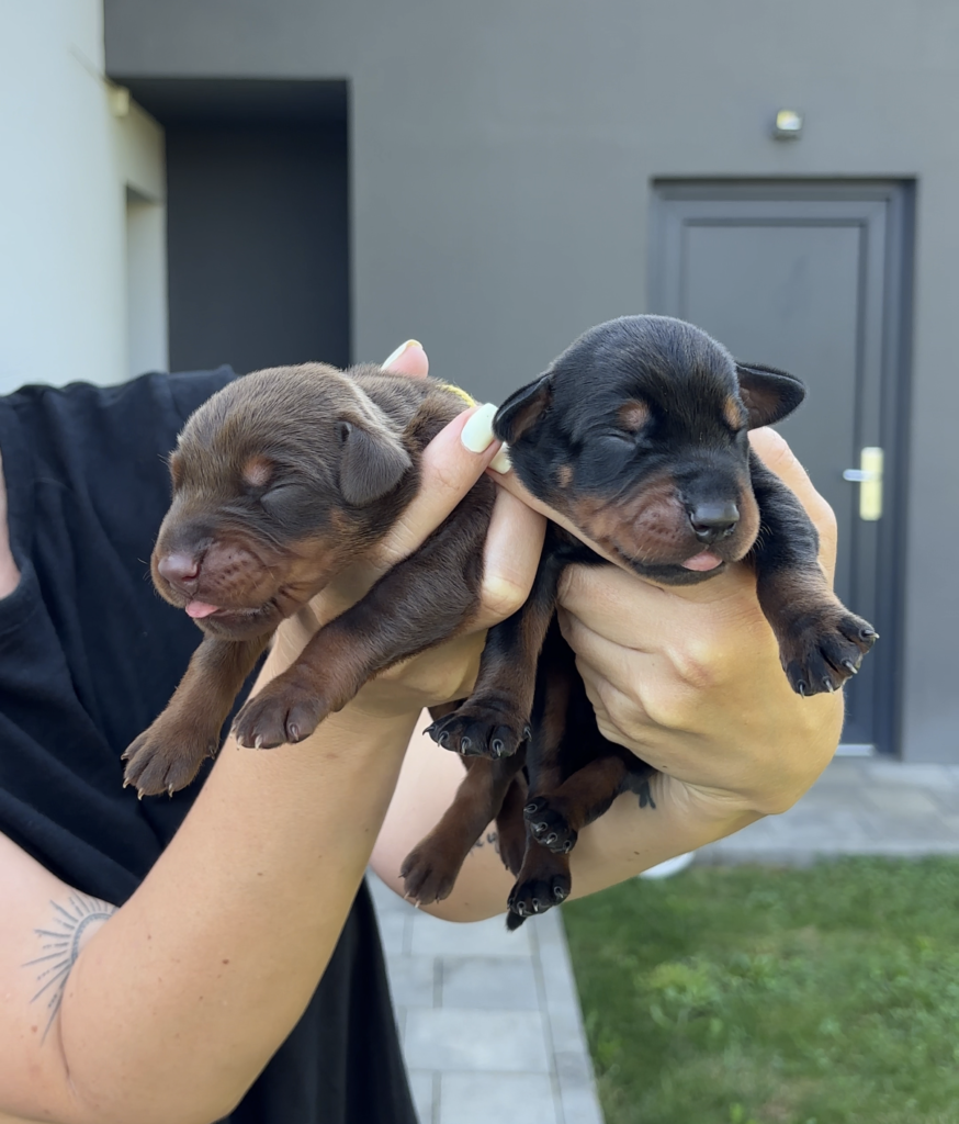 grareva doberman mladički puppies